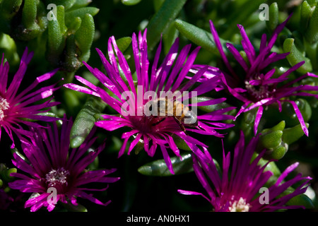 Hardy usine à glace (elosperma cooperi) Banque D'Images