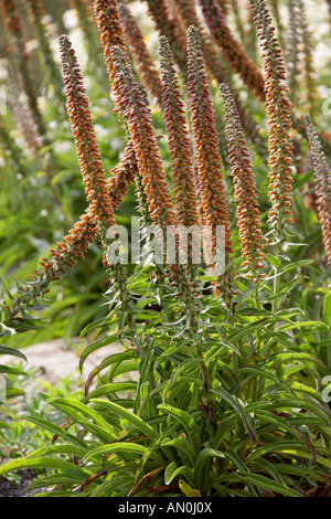 Spanish Foxglove, Digitalis parviflora, Scrophulariaceae Banque D'Images