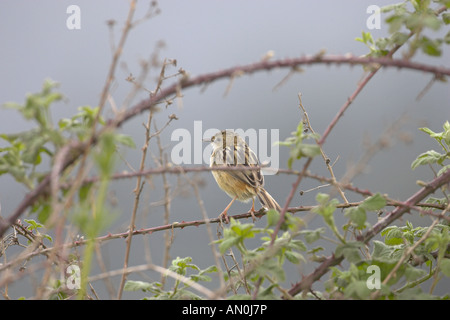 Zitting Cisticole juncidis cisticole des joncs sur près de l'étang de Biguglia Corse France Banque D'Images