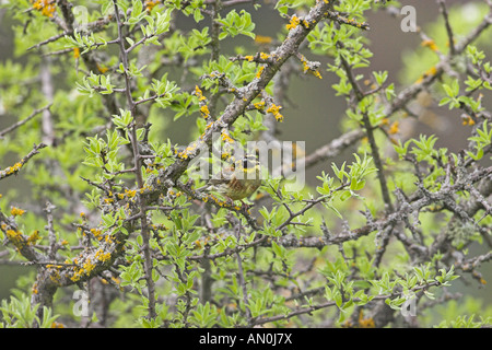 Cirl bunting Emberiza cirlus homme près de Corte Corse France Banque D'Images