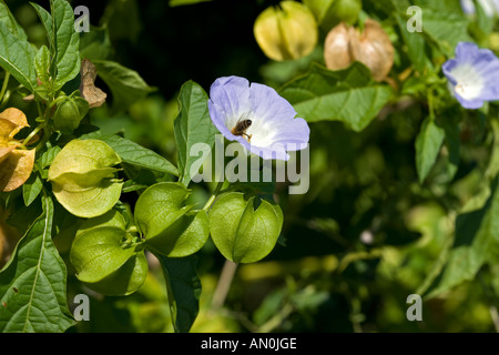 Shoo Fly Nicandra physalodes (usine) Banque D'Images