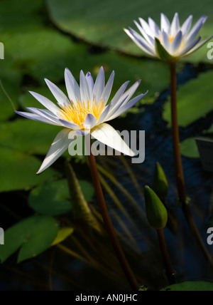 Dauben (Nymphaea Nénuphar) daubenyana Banque D'Images