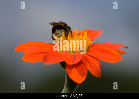 Tournesol mexicain (Tithonia rotundifolia) Banque D'Images