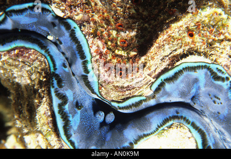 Bénitier. Les mollusques. (Tridacna gigas) Seychelles, bénitier. Banque D'Images