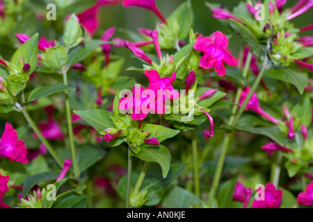 4 o'clock fleur (Mirabilis jalapa) Banque D'Images