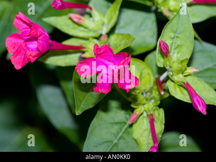 4 o'clock fleur (Mirabilis jalapa) Banque D'Images