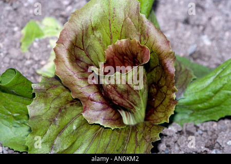 La laitue (Lactuca sativa capitata) Banque D'Images