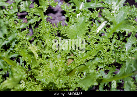 L'endive (Cichorium endivia var crispum) Banque D'Images
