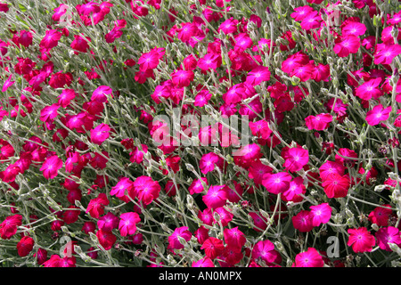Les stocks de Magenta, Matthiola sp., Brassicaceae. Magenta, les fleurs rouges Banque D'Images
