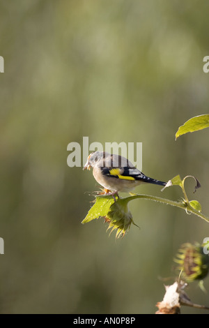 Chardonneret élégant Carduelis carduelis juvenile sur tournesol chef Ringwood Hampshire Angleterre Banque D'Images