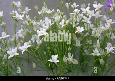 Triteleia peduncularis, Alliaceae Banque D'Images
