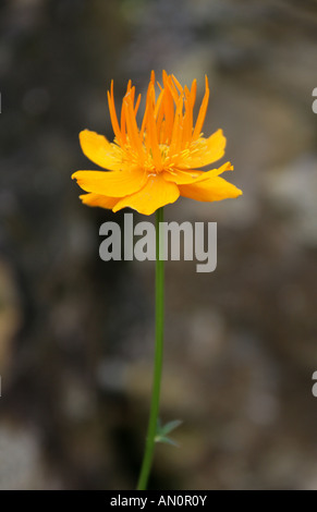 Trollius chinensis Fleurs Globe chinois Ranunculaceae Banque D'Images