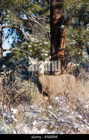 Doe deer apprécie le soleil tôt le matin après une grosse tempête d'hiver du Colorado Banque D'Images