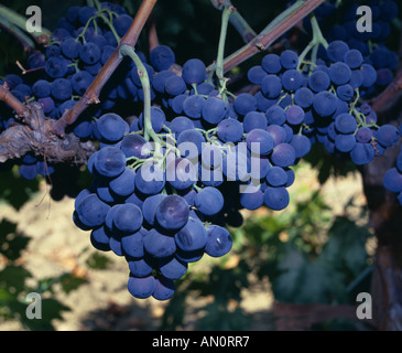 Variété de RAISIN DE TABLE EXOTIQUE CALIFORNIE Banque D'Images