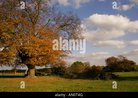 Charme antique en paysage d'automne. Forêt de HATFIELD ESSEX UK. Banque D'Images