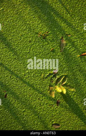 Les détails des ombres sur la surface d'une rivière avec les mauvaises herbes étang stagnant Sherborne Dorset England UK Banque D'Images