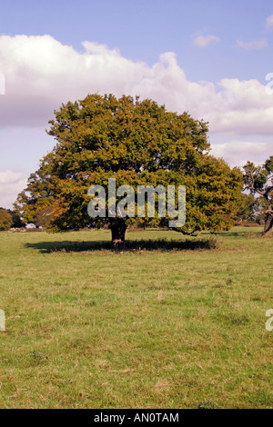 Arbre de chêne anglais au début de l'automne. Forêt de HATFIELD ESSEX UK. Banque D'Images