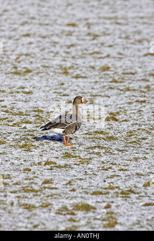 L'Oie rieuse Anser albifrons White hot dans les prairies couvertes de neige Ecosse Islay Banque D'Images