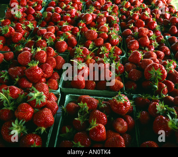 Les fraises en Pennsylvanie Banque D'Images