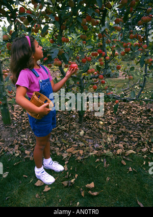 9 ans, fille, la cueillette des pommes d'un arbre en Pennsylvanie Banque D'Images