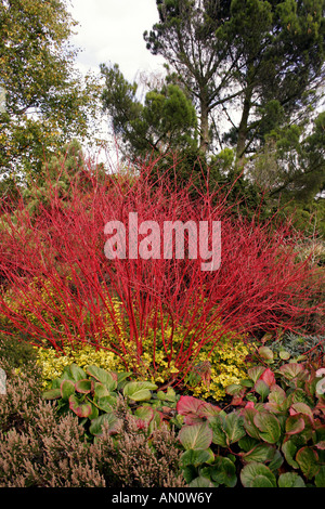 CORNUS ALBA SIBIRICA. Le cornouiller en automne. Banque D'Images