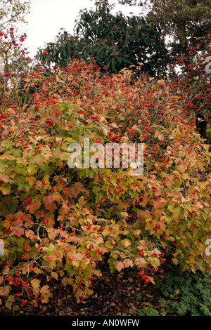 VIBURNUM OPULUS. Variété NOTCUTTS EN AUTOMNE. Banque D'Images