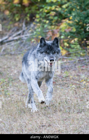 Un adulte homme seul loup gris d'amérique du nord le long d'un chemin forestier Banque D'Images