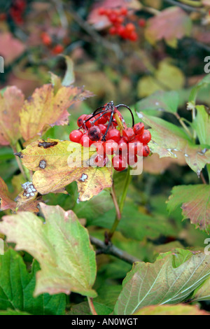 VIBURNUM OPULUS. Variété NOTCUTTS EN AUTOMNE. Banque D'Images