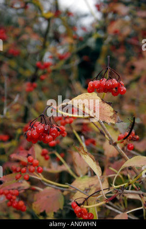 VIBURNUM OPULUS. Variété NOTCUTTS EN AUTOMNE. Banque D'Images