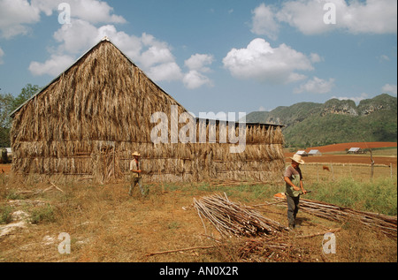 Les hommes qui travaillent sur une ferme près de Vinales, Pinar, Province de Cuba, au séchage du tabac de chaume grange en arrière-plan. Banque D'Images