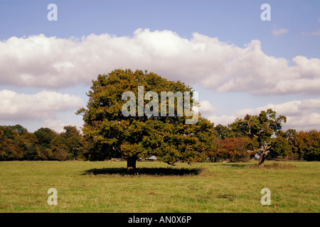 Arbre de chêne anglais au début de l'automne. Forêt de HATFIELD ESSEX. UK. Banque D'Images