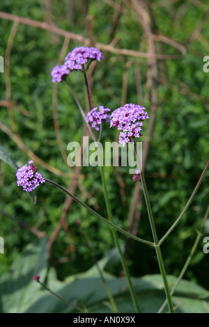 Verveine brésilien ou Purpletop Verveine, Verbena bonariensis, Verbenaceae. Le Brésil en Amérique du Sud. Banque D'Images