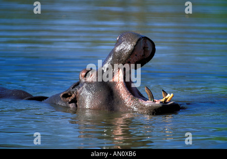 Une grande gueule à l'hippo Mlilwane Wildlife Sanctuary Banque D'Images