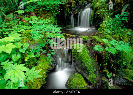 Couvre-sol luxuriant et le ruisseau le long de la fourche est de la rivière Quinault Quinault Rain Forest Olympic National Park Washington Banque D'Images