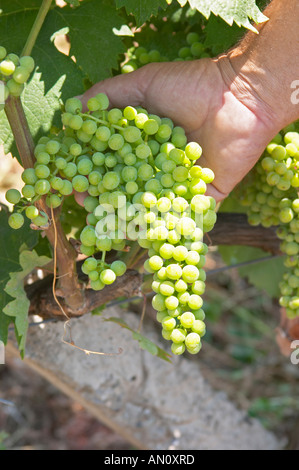 Gezim Coku, agronome et vignoble le manager. Dans la vigne montrant une grappe de raisins. Libre. Cépage Parellada (grandes feuilles). Kantina Miqesia Medaur ou winery, Koplik. L'Albanie, des Balkans, de l'Europe. Banque D'Images