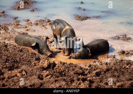 Les porcs se vautrer dans la boue à côté d'étang sur ferme près de Vinales, Pinar, Province de Cuba. Banque D'Images