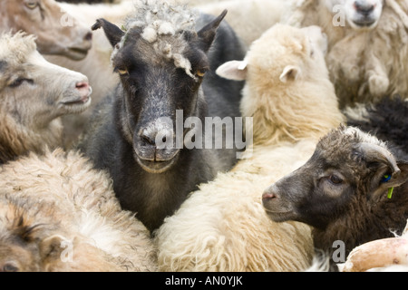 La tonte des moutons fraîchement fier dans les îles Féroé. Banque D'Images