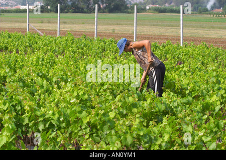 Une femme travailleuse tendant à la vigne vigne avec un outil. Tête protégée par un capuchon bleu contre la chaleur. Fidal vine et pépinière Banque D'Images