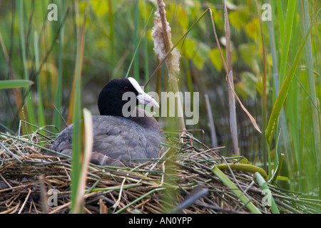 Coot Fulica atra nicher au bord d'une roselière Banque D'Images