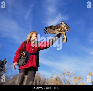 Falconer a fait flotter son buse à queue rouge sur une chasse au lapin dans le haut désert près de Bend Oregon Sport la Fauconnerie Banque D'Images