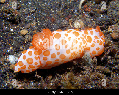 Un gymnodoris rubropapulosa, nudibranches colorés (seaslug) dans le Détroit de Lembeh région du nord de Sulawesi, Indonésie Banque D'Images