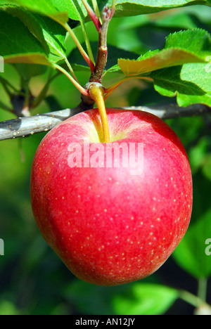 Gros plan sur grosse pomme rouge mûre croissant sur un pommier Banque D'Images