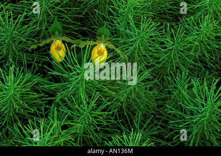 USA, Michigan, Upper Peninsula, paire de yellow Lady's Slipper orchids au milieu de fougères prêle Equisetum ou au printemps. Banque D'Images