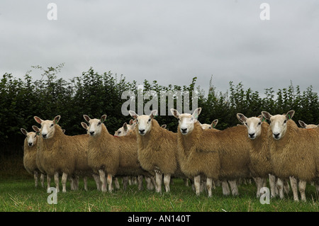 Mules gallois de Welsh Mountain brebis engendré par Blue face Leicester ram Banque D'Images