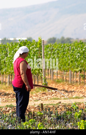 Son propre pépinière de vigne. Les femmes de l'arrosage et qui tend à les jeunes plantes. Le vignoble les vignes dans la plaine près de Mostar Banque D'Images