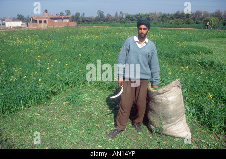 Farmer holding sickle debout à côté de sac plein de produire dans le champ d'une culture comme la moutarde utilisée pour l'alimentation animale. L'Inde Banque D'Images
