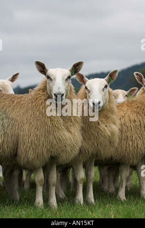 Mules gallois de Welsh Mountain brebis engendré par Blue face Leicester ram Banque D'Images