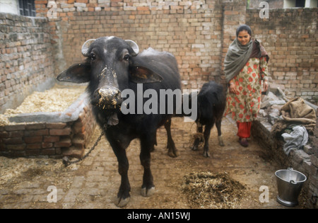 Buffalo et veau en cour arrière de chambre dans Gobindigarh, Punjab, en Inde. Banque D'Images