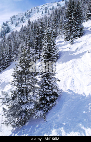 Les pistes de ski alpin entre les sapins en hiver des Rocheuses canadiennes Banque D'Images