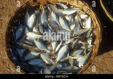 Un panier de poissons frais sur la plage de Goa, en Inde. Banque D'Images